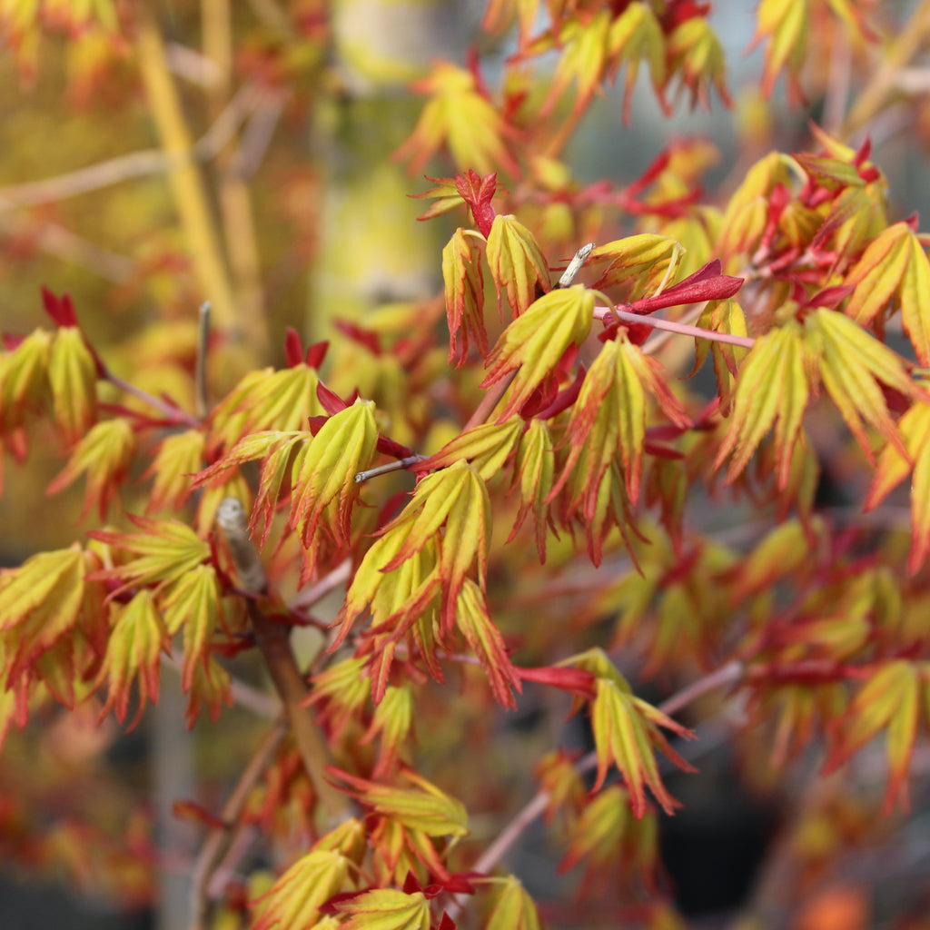 Acer Ueno Yama Image