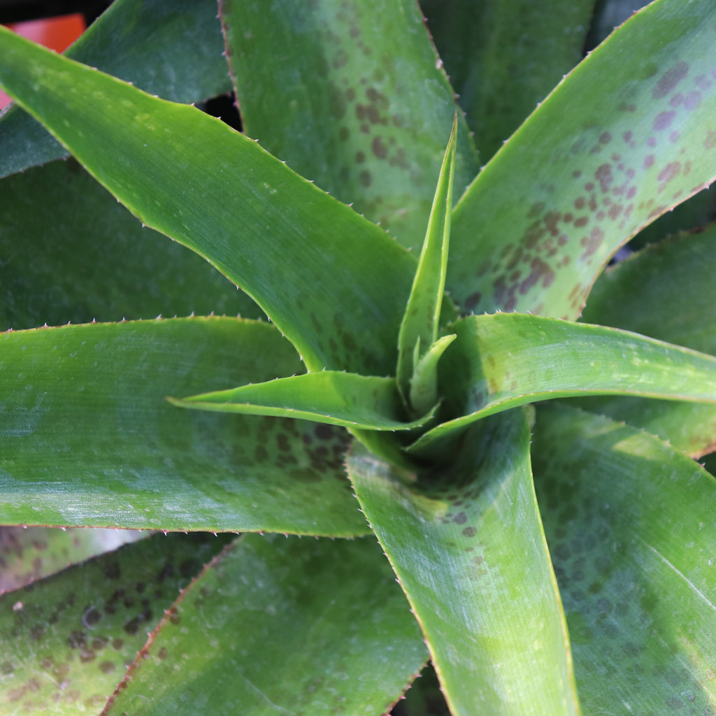 Manfreda species Image