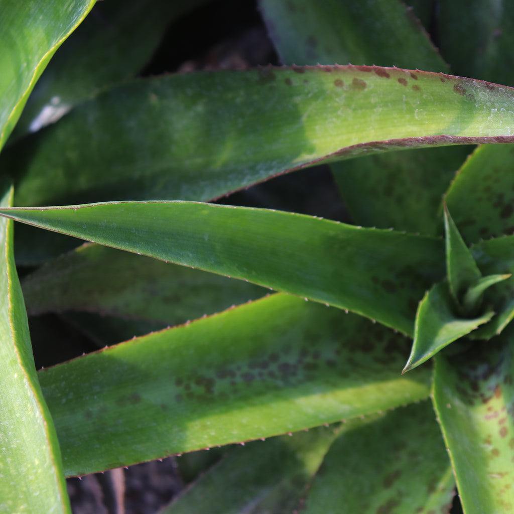 Manfreda species Image