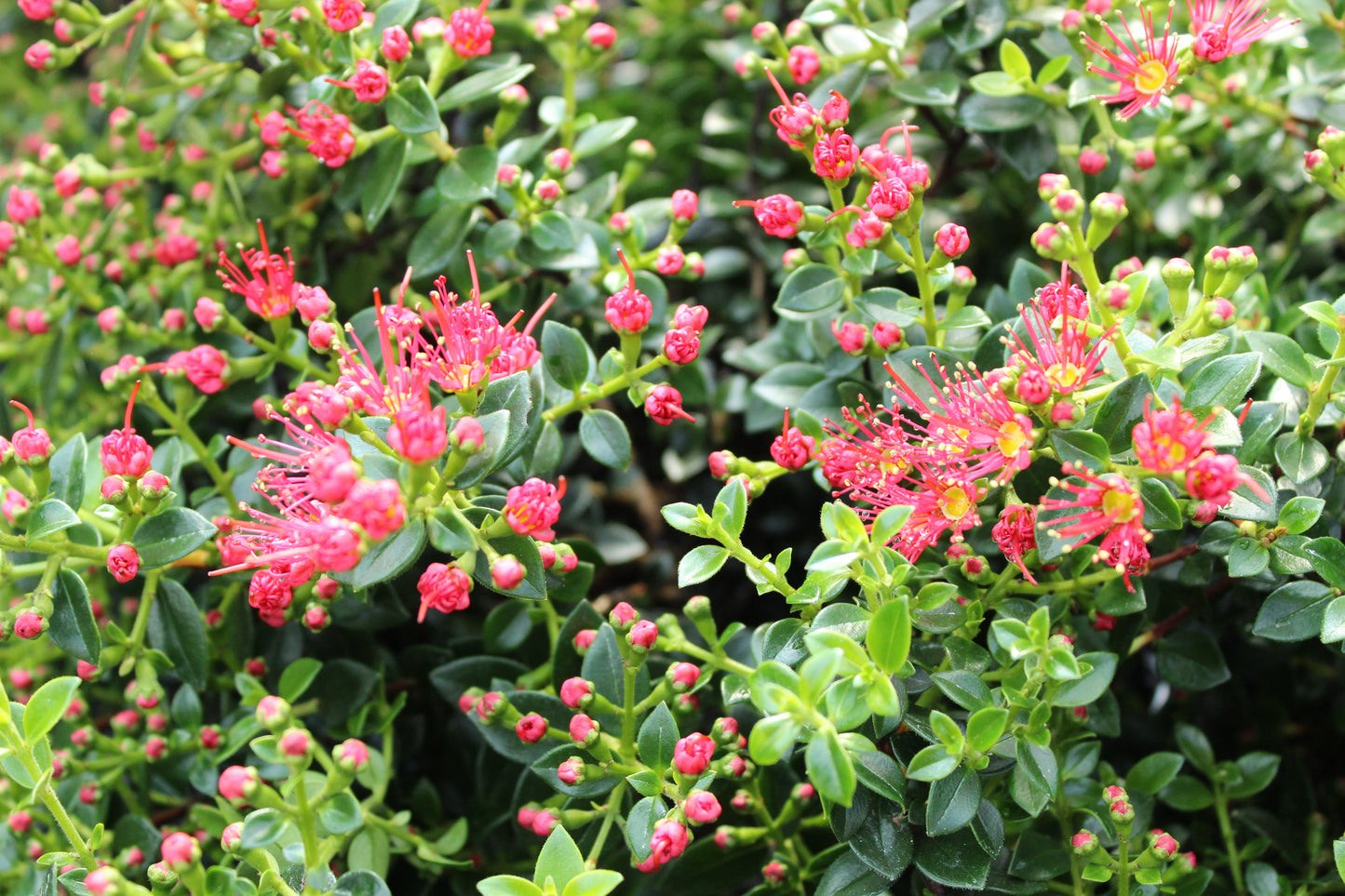 Metrosideros carminea