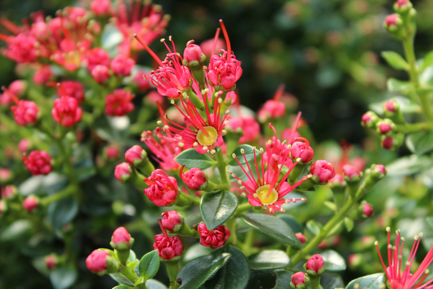 Metrosideros carminea