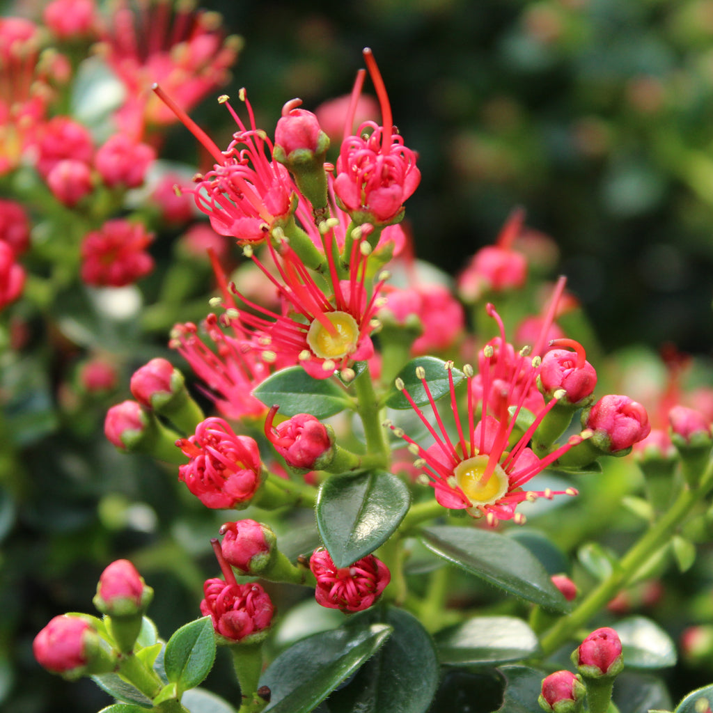 Metrosideros carminea Image