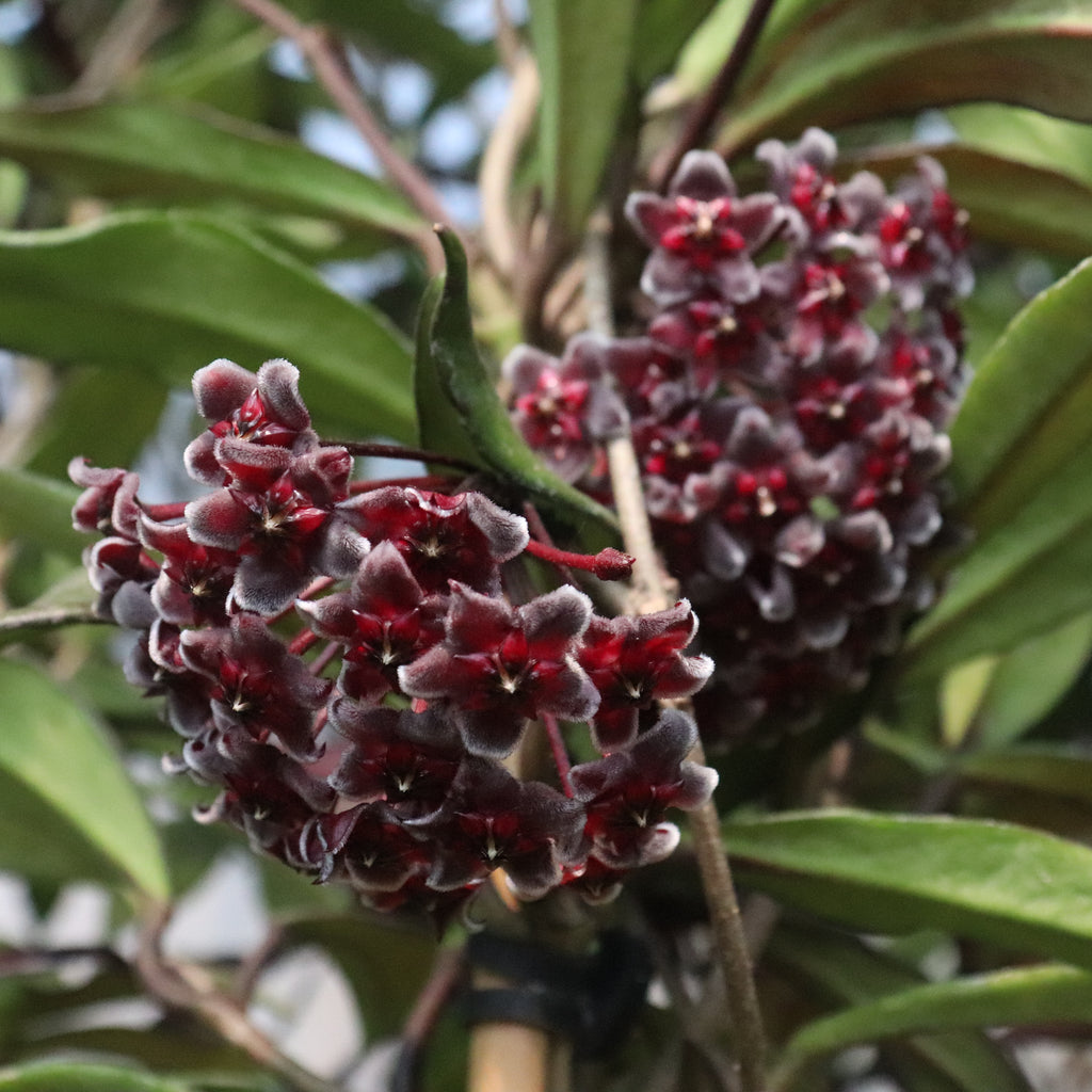 Hoya pubicalyx Image