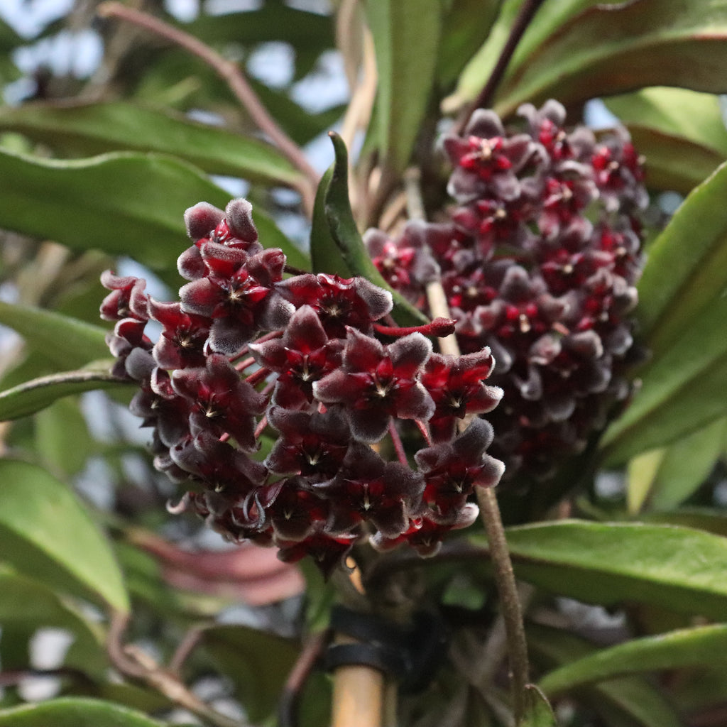 Hoya pubicalyx Image