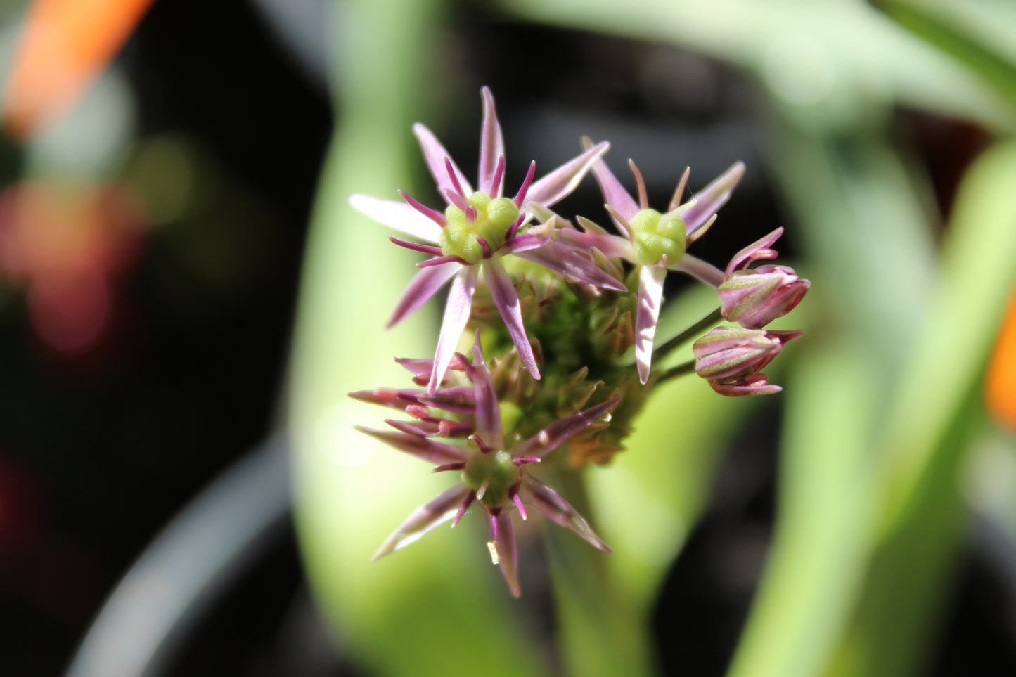 Allium christophii