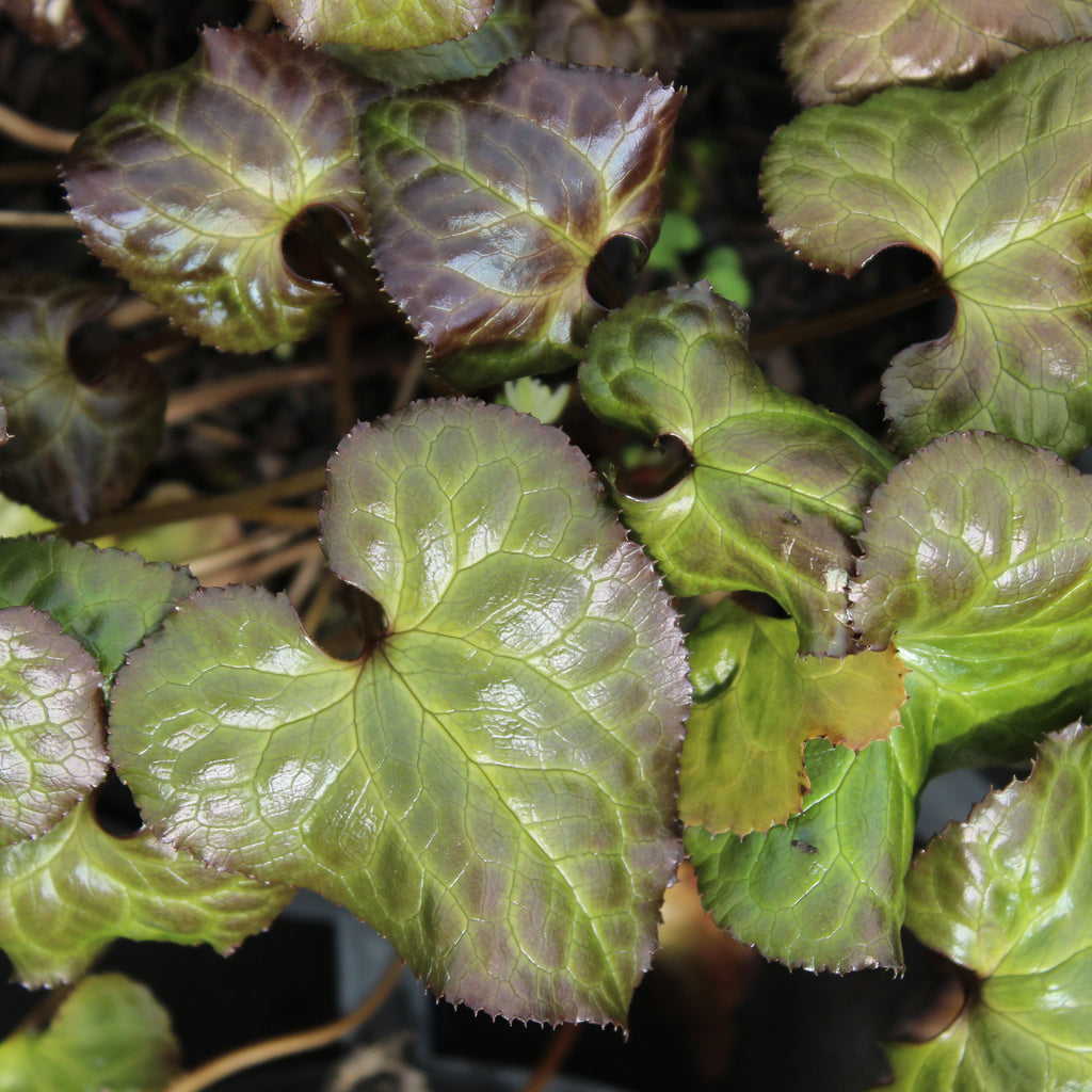 Beesia calthifolia Image