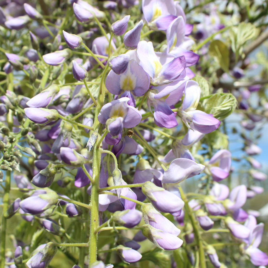 Wisteria lavender lace Image