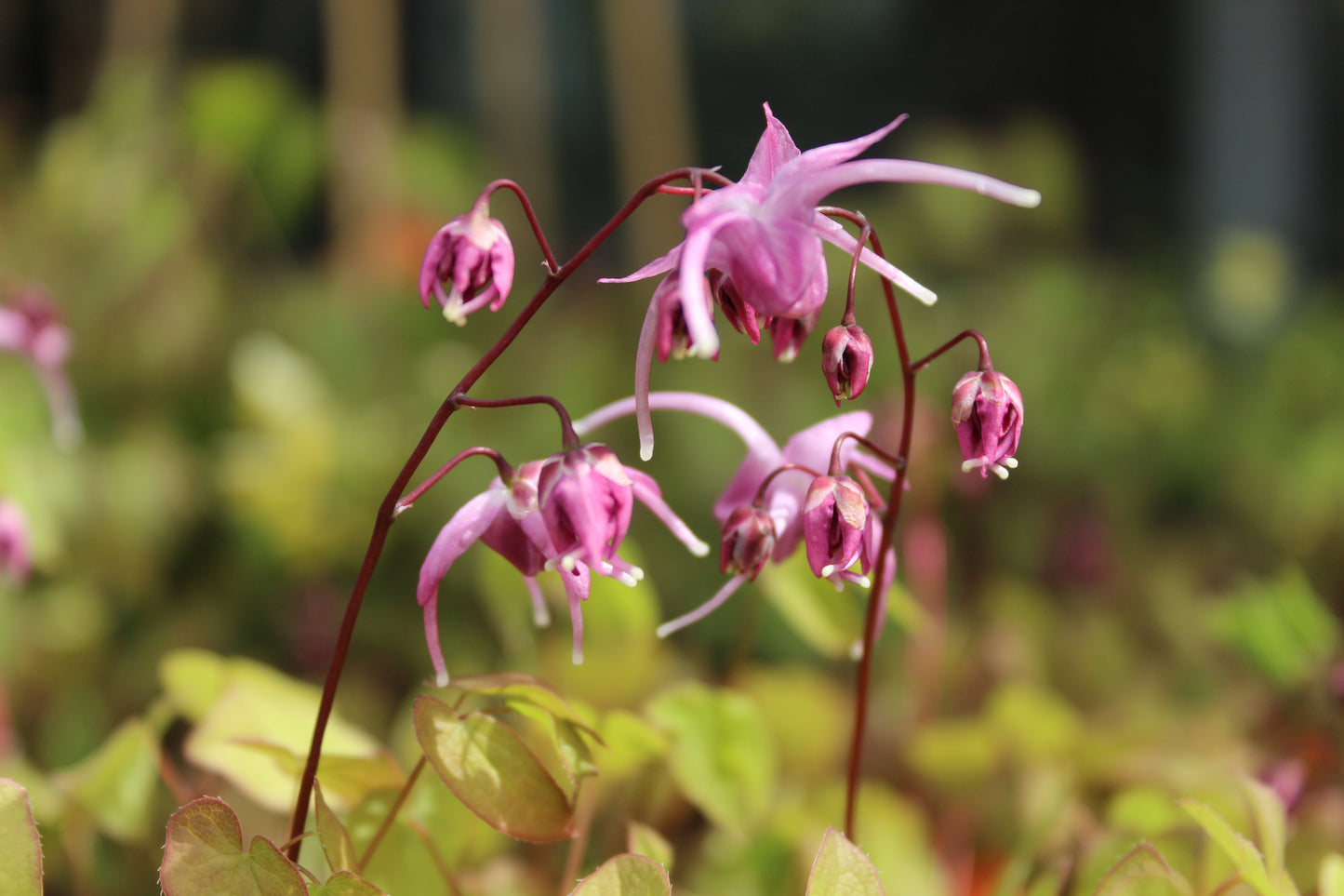 Epimedium grandiflorum Rose Queen
