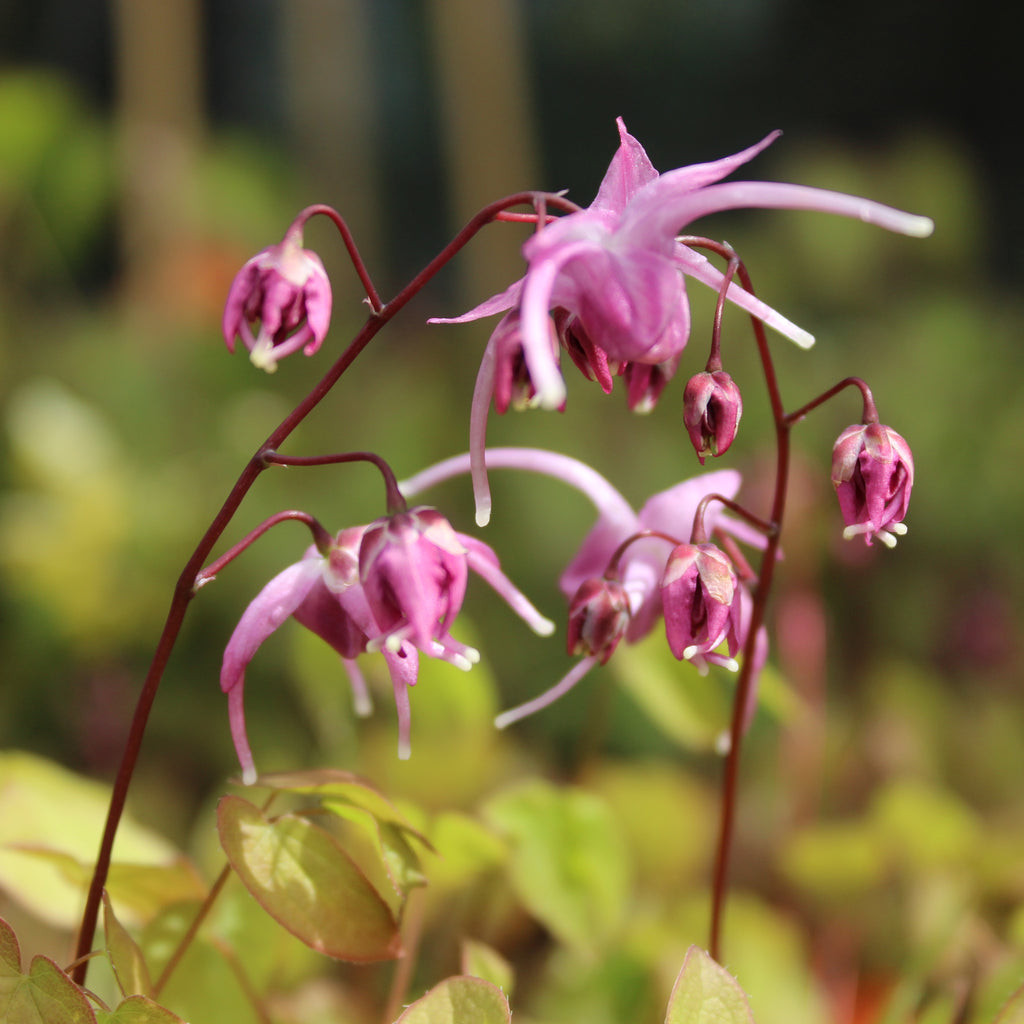 Epimedium grandiflorum Rose Queen Image