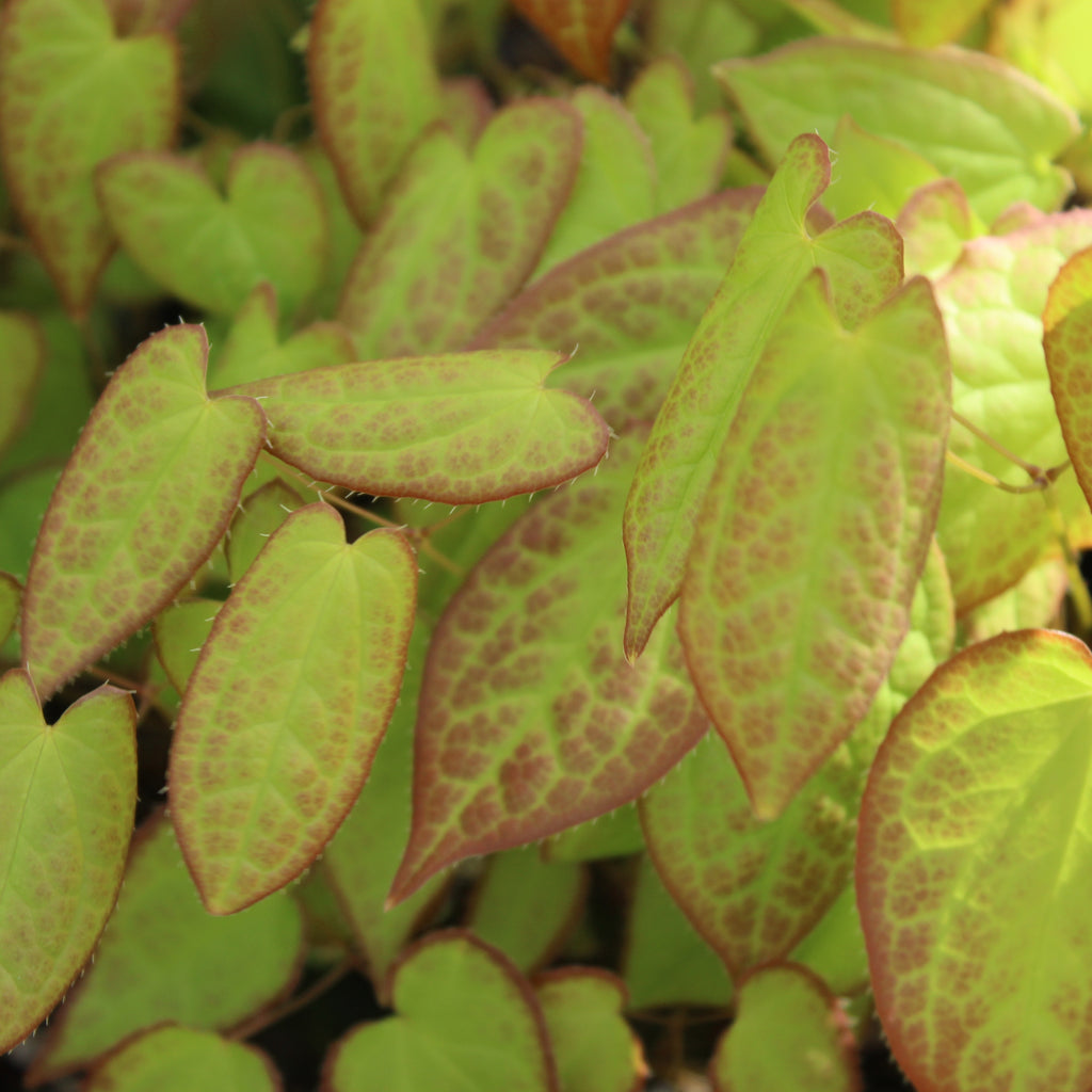 Epimedium niveum Image