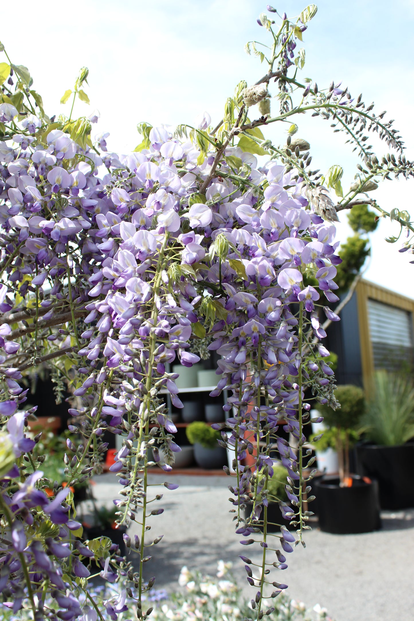 Wisteria floribunda Cascade