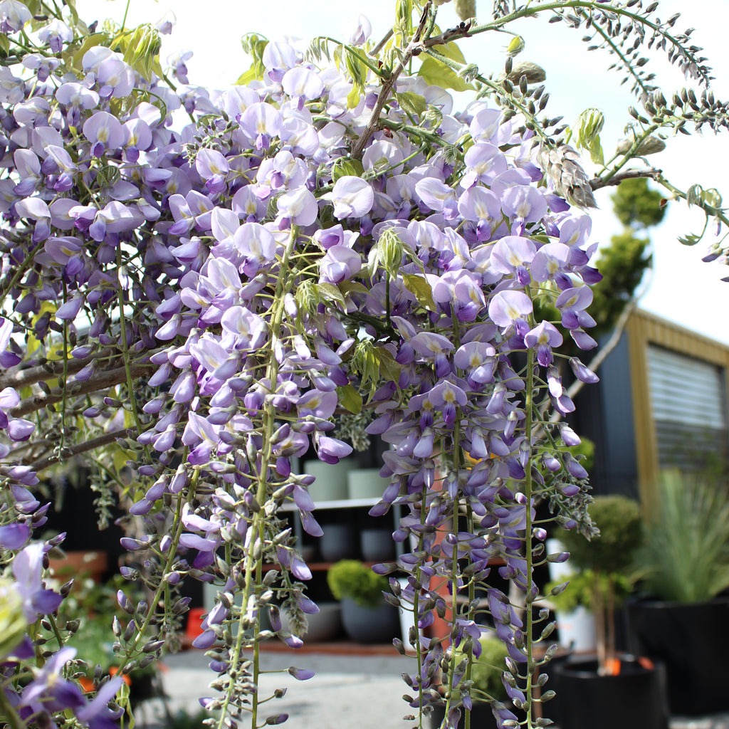Wisteria floribunda Cascade Image