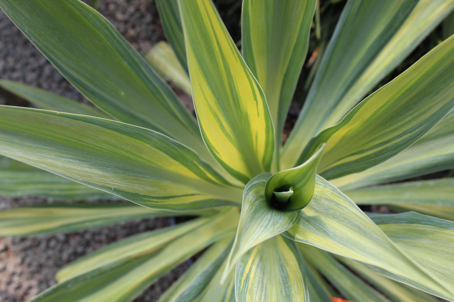 Beschoneria yuccoides variegata