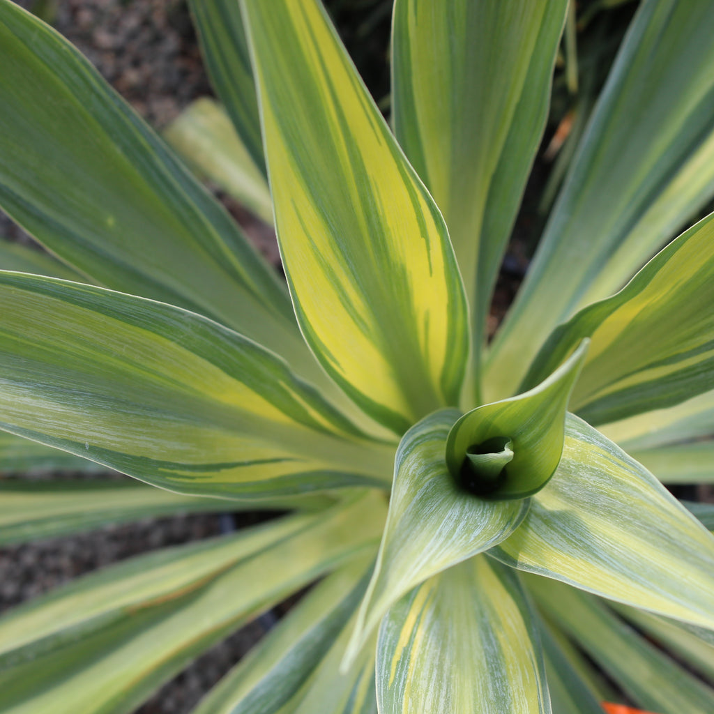 Beschoneria yuccoides variegata Image
