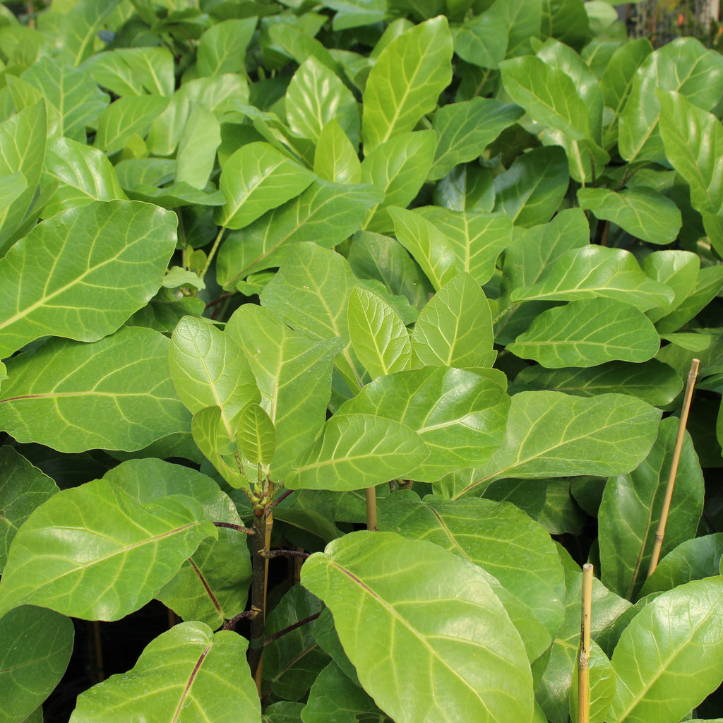 Meryta sinclairii Image