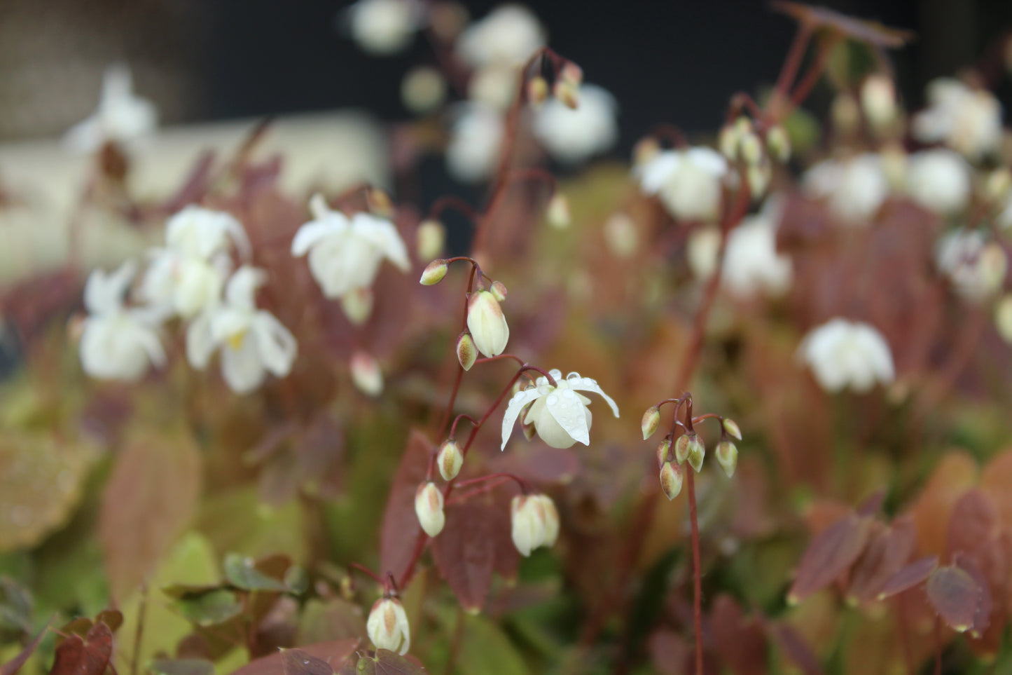 Epimedium niveum