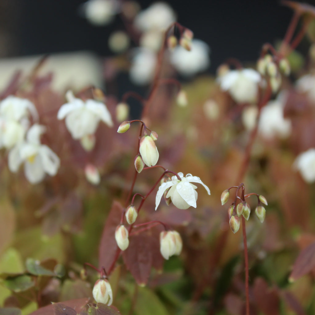 Epimedium niveum Image