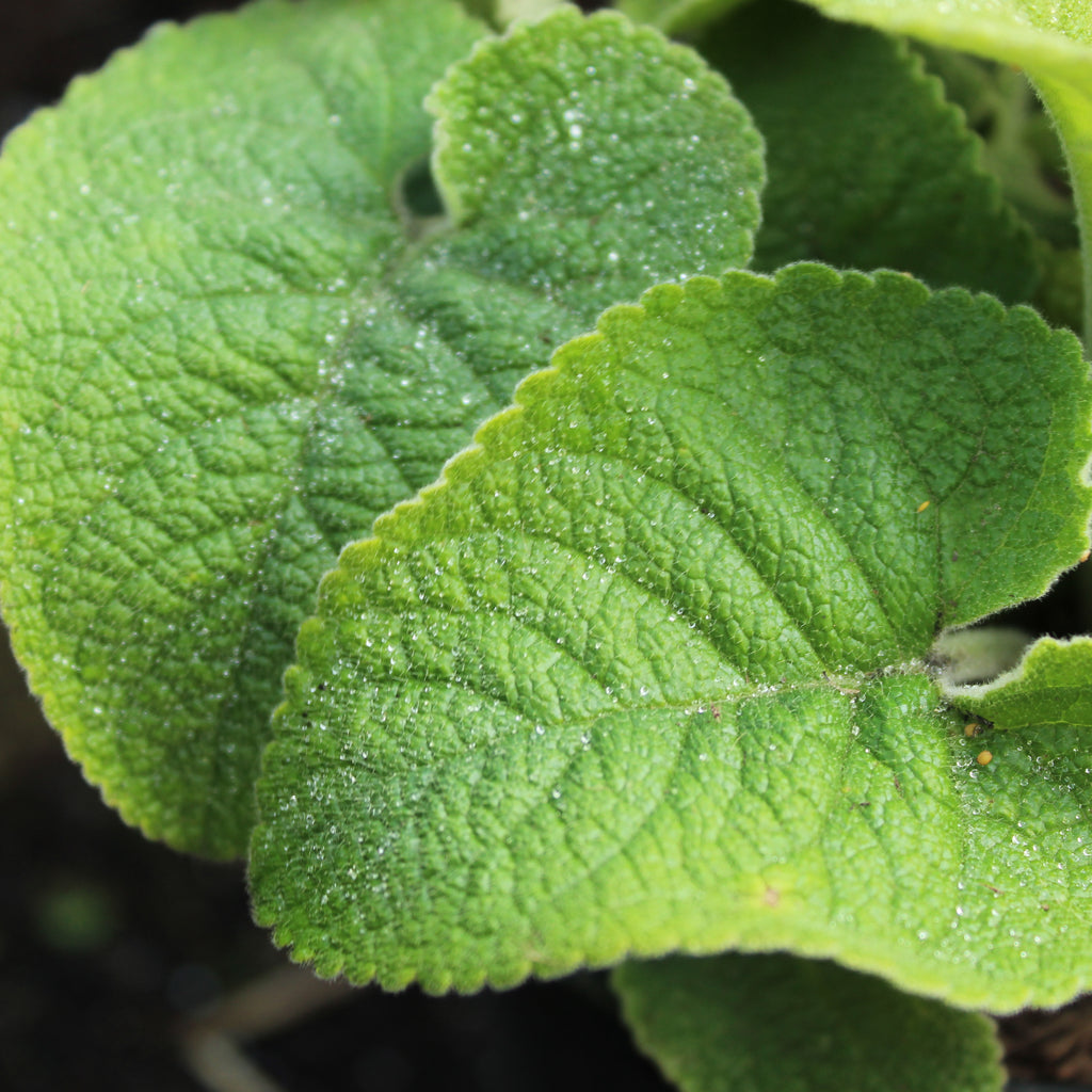Phlomis Russeliana Image