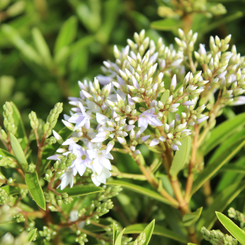 Hebe otari delight Image