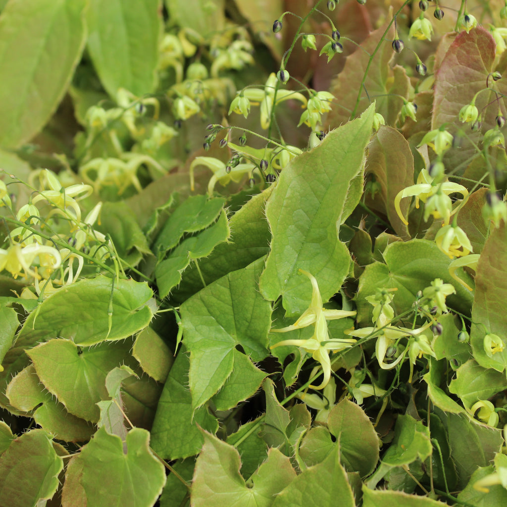 Epimedium Brimstone Butterfly Image