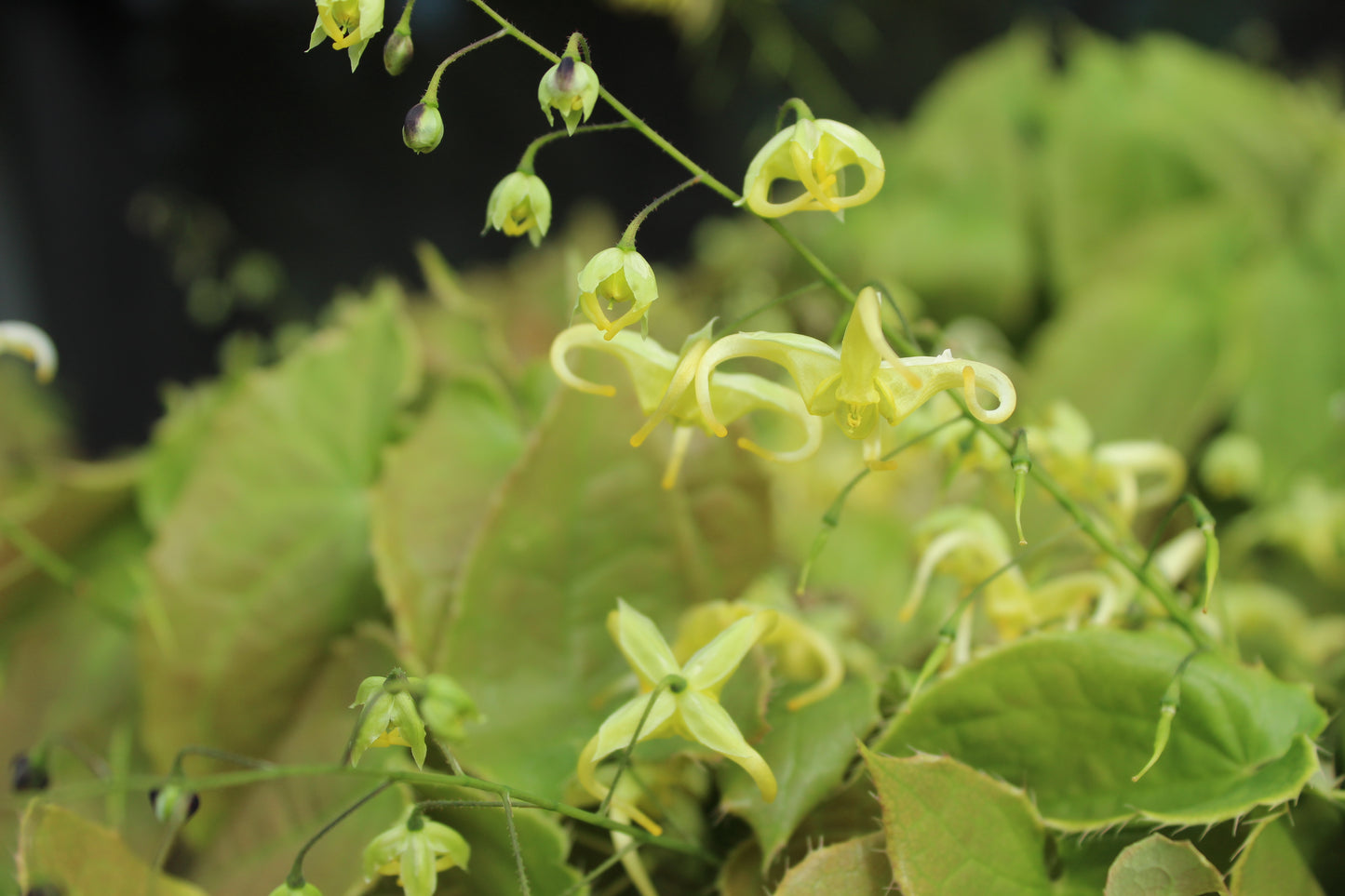 Epimedium Brimstone Butterfly