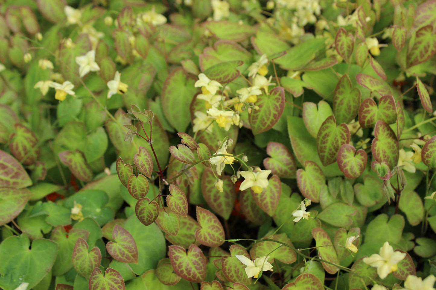 Epimedium neo-sulphureum
