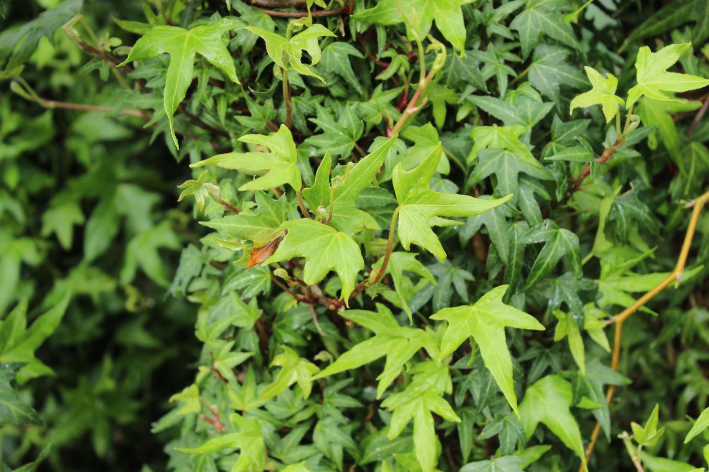Hedera Birdsfoot