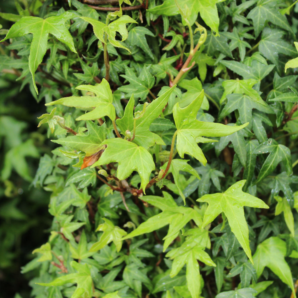 Hedera Birdsfoot Image