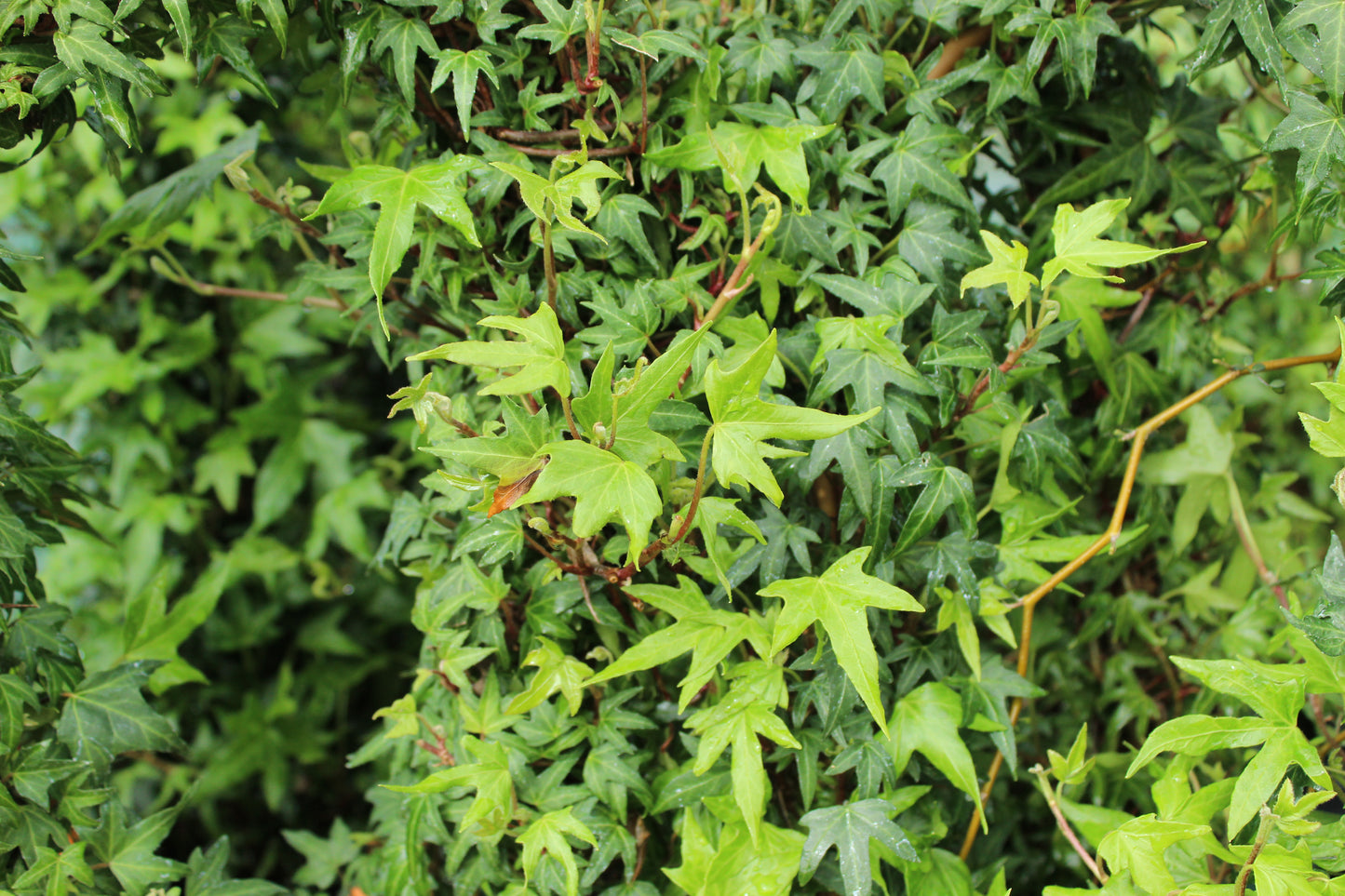 Hedera Birdsfoot