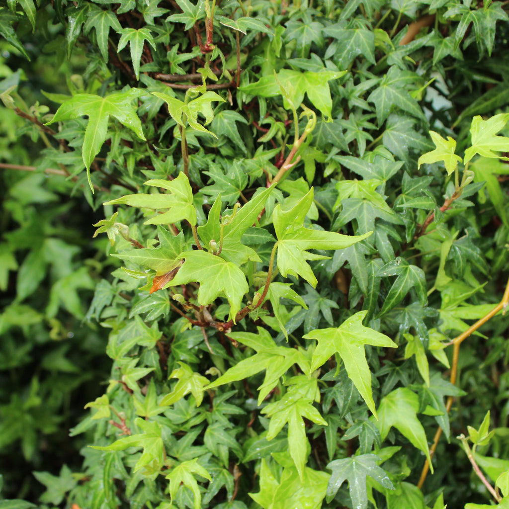 Hedera Birdsfoot Image
