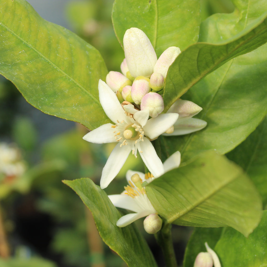 Citrus Lemonade Image