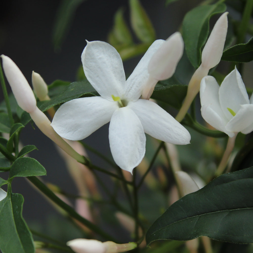 Jasminum polyanthum Image