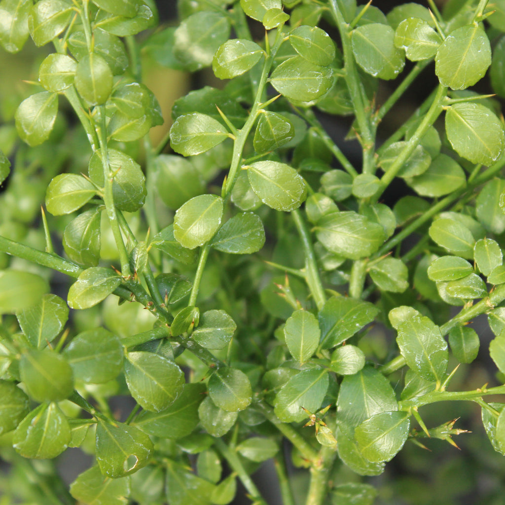 Citrus Finger Lime Image