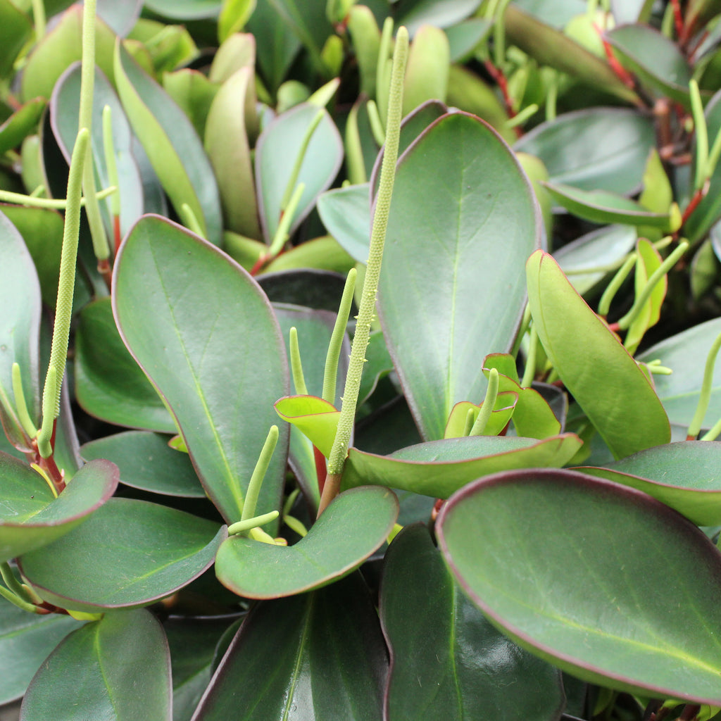 Peperomia Green Emerald Image