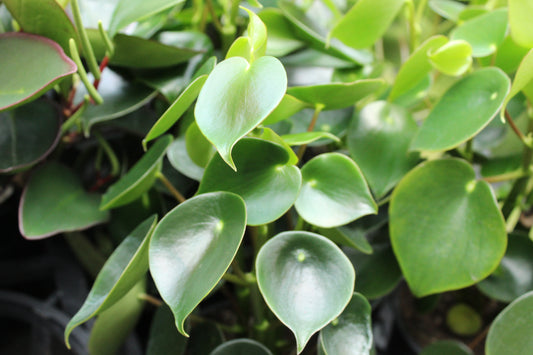 Peperomia polybotrya