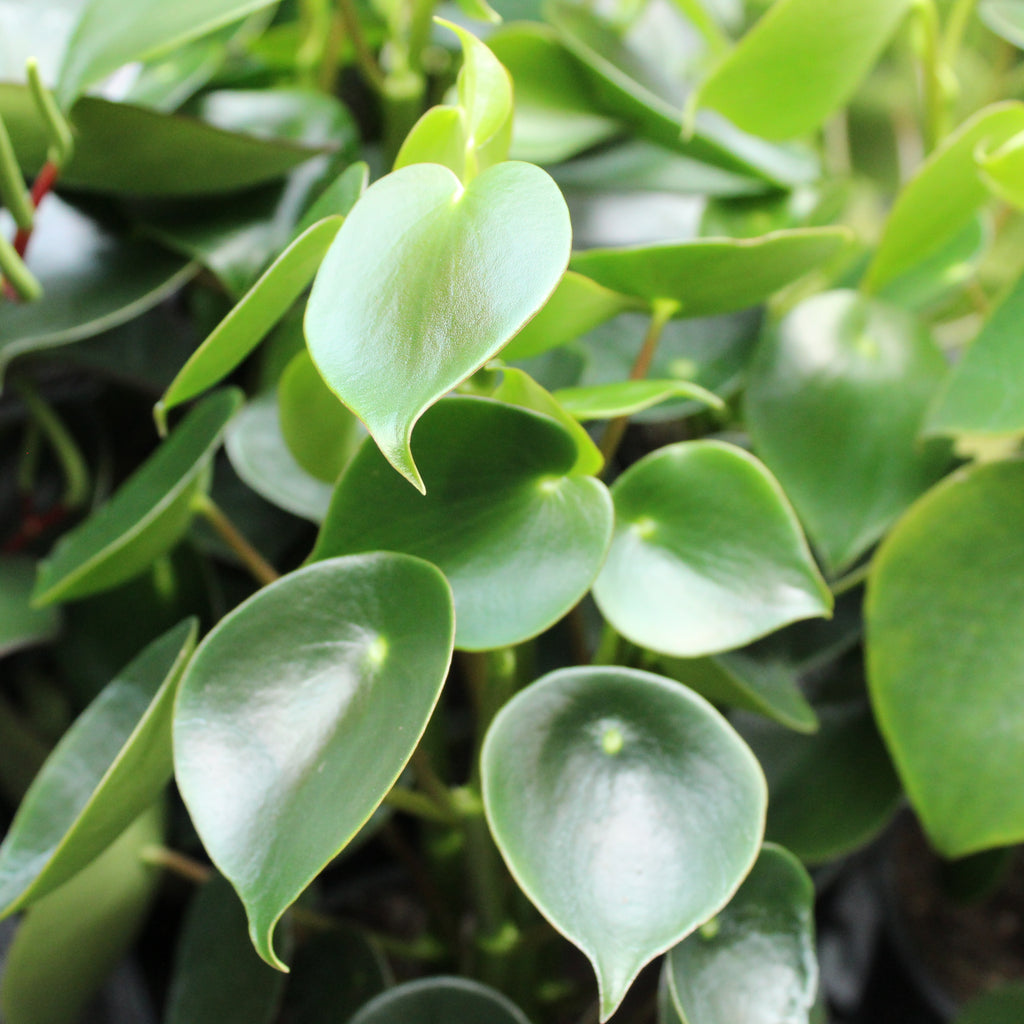 Peperomia polybotrya Image