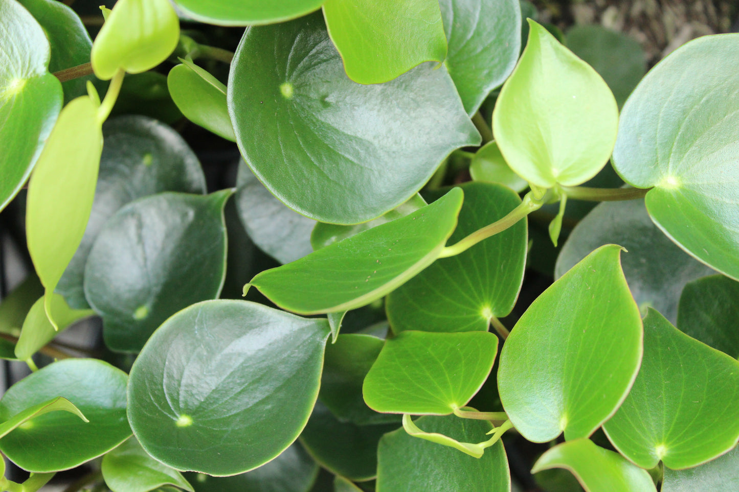 Peperomia polybotrya
