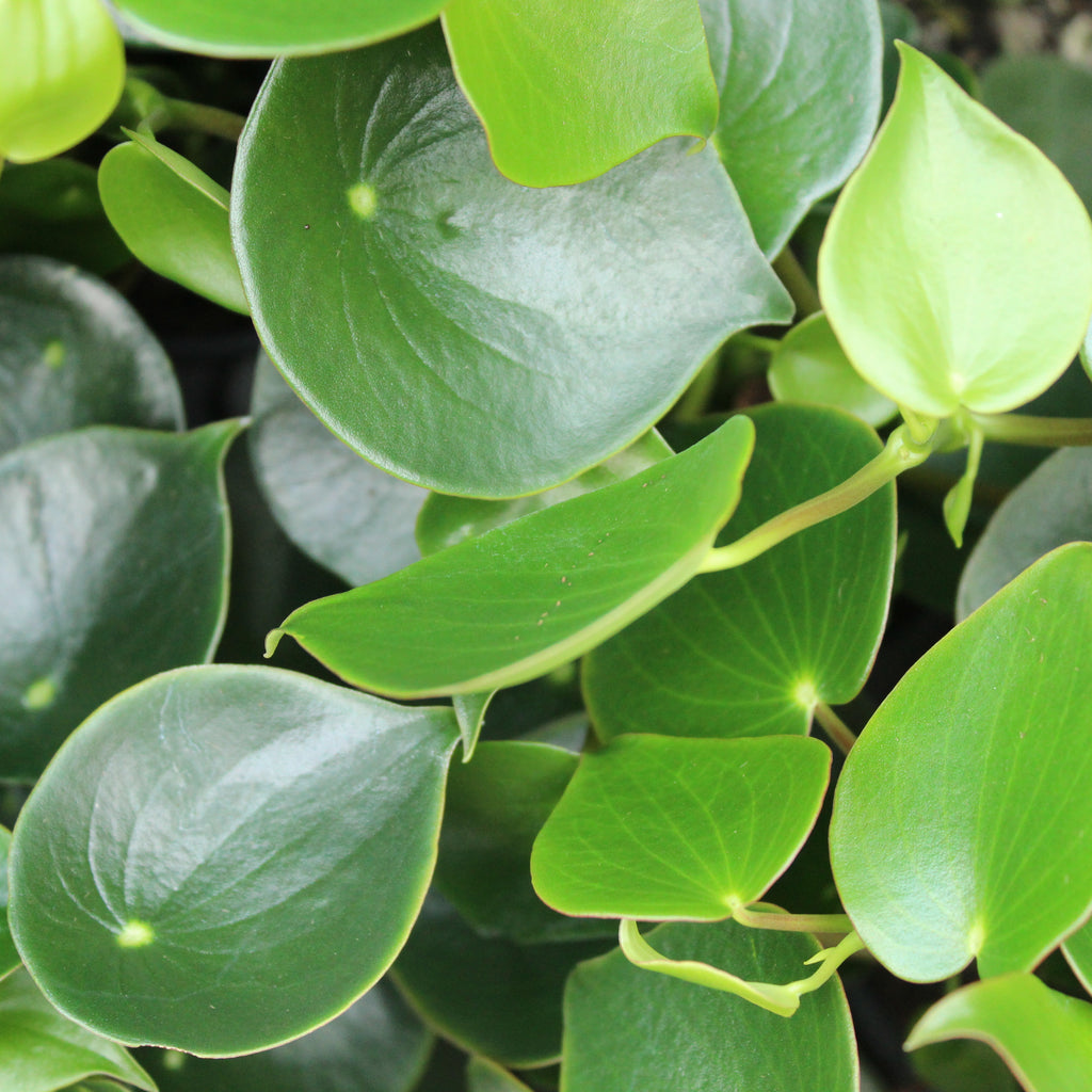Peperomia polybotrya Image