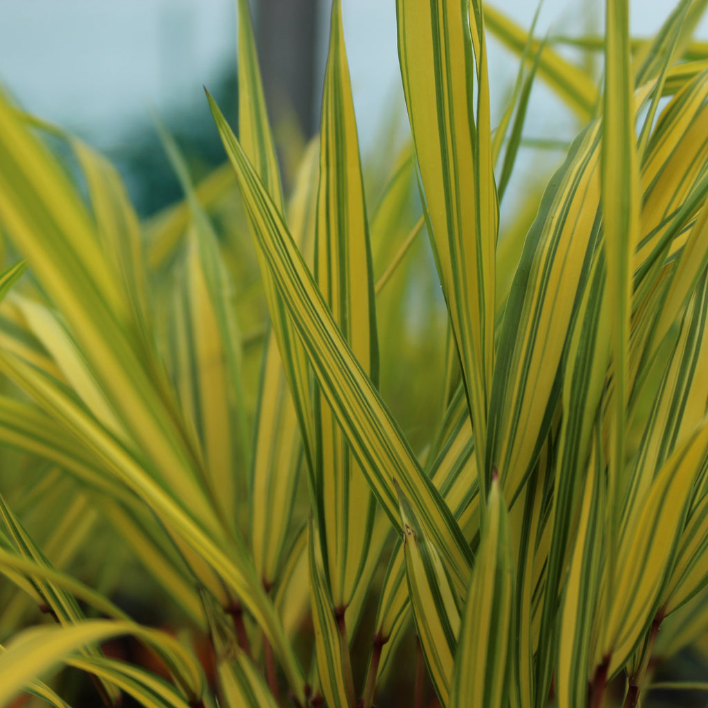 Hakonechloa macra Aureola Image