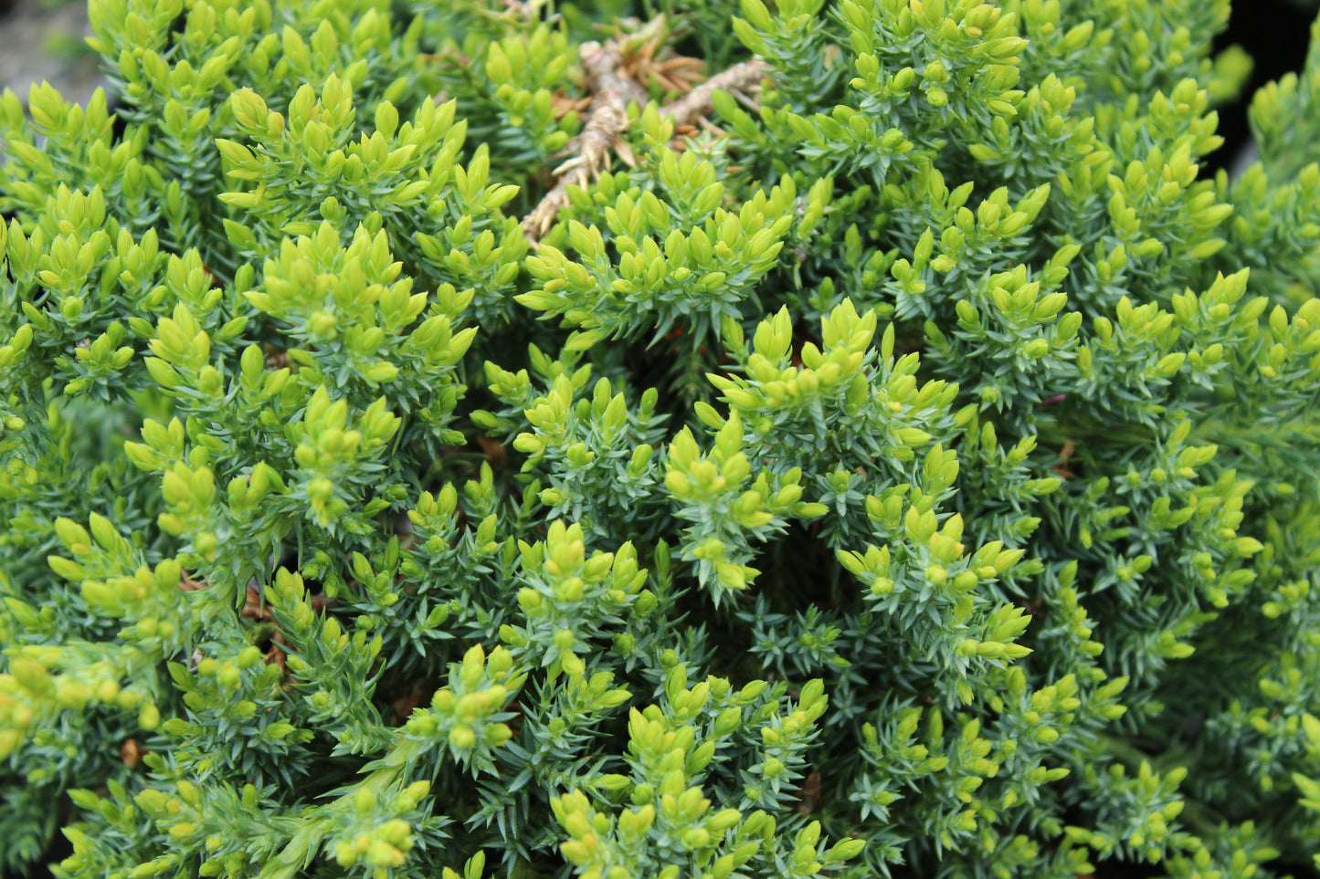 Juniperus procumbens nana