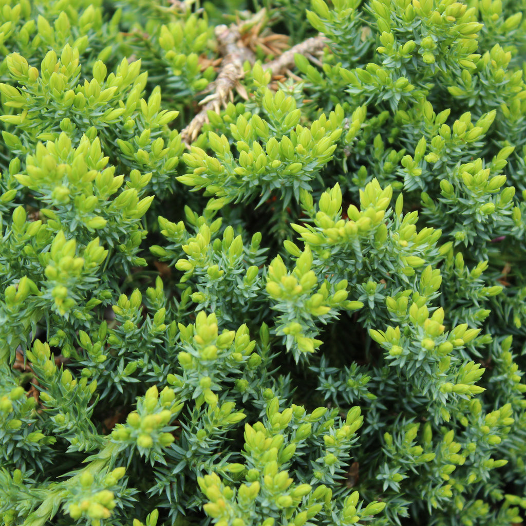 Juniperus procumbens nana Image
