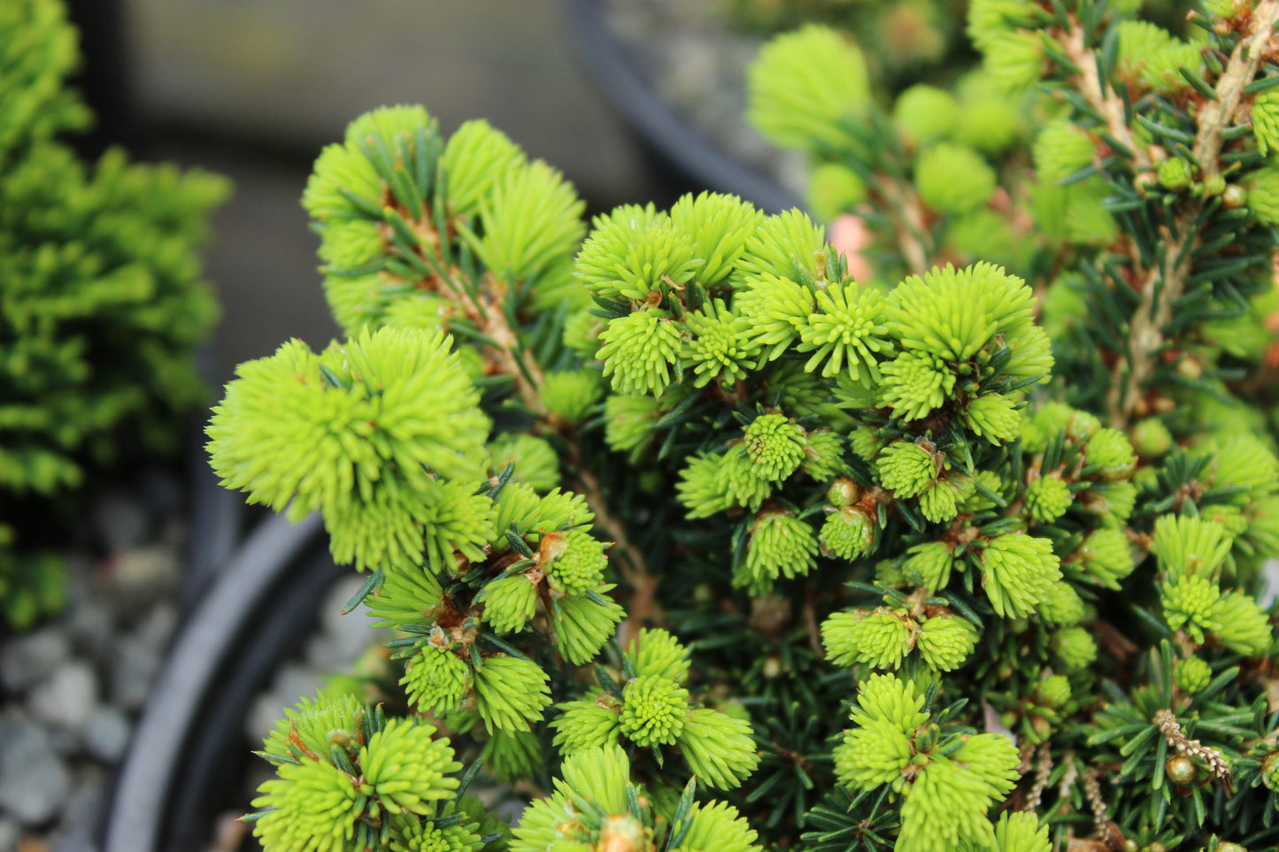 Picea abies Little Gem