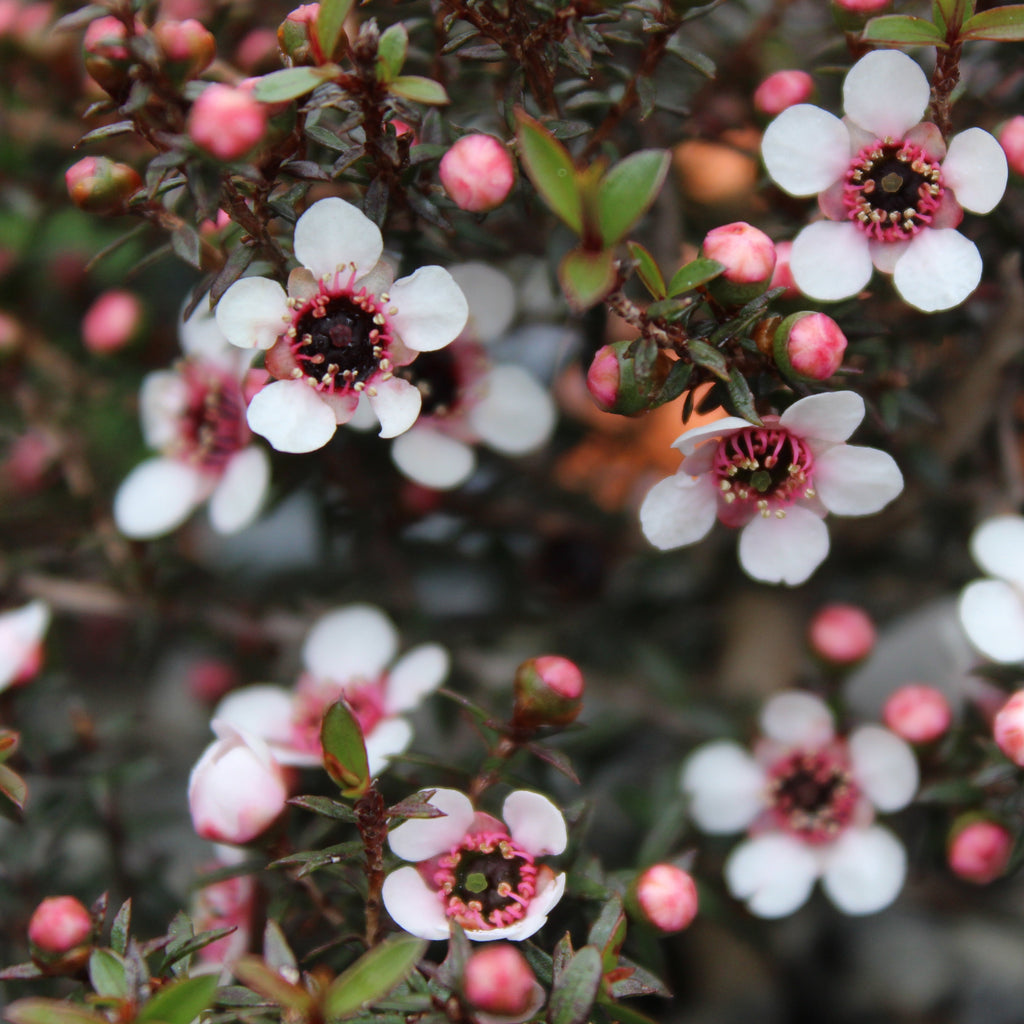 Leptospermum nanum Kea Image