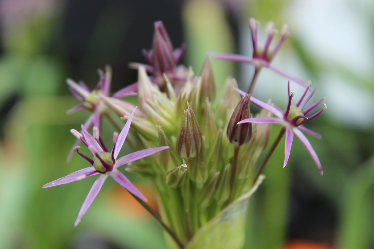 Allium christophii