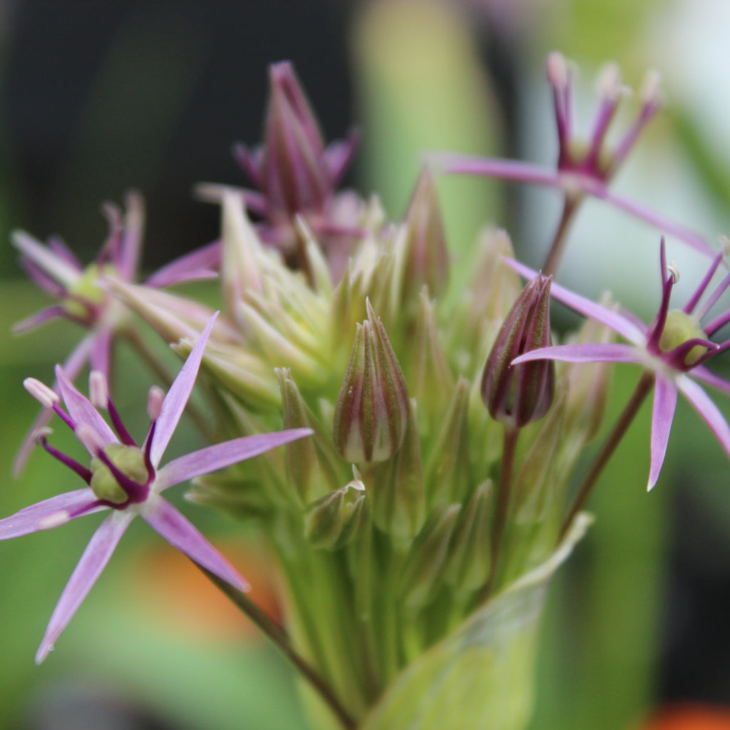 Allium christophii Image