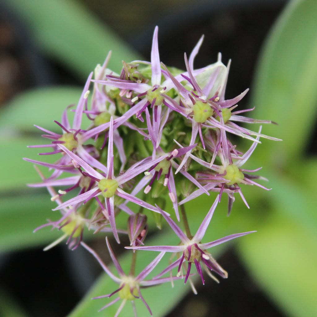 Allium christophii Image