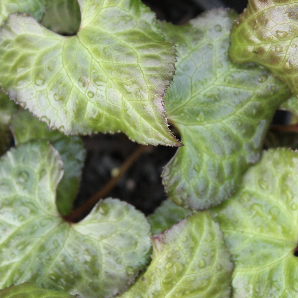 Beesia calthifolia Image