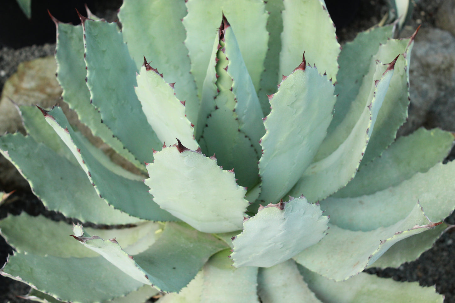 Agave guadalajarana