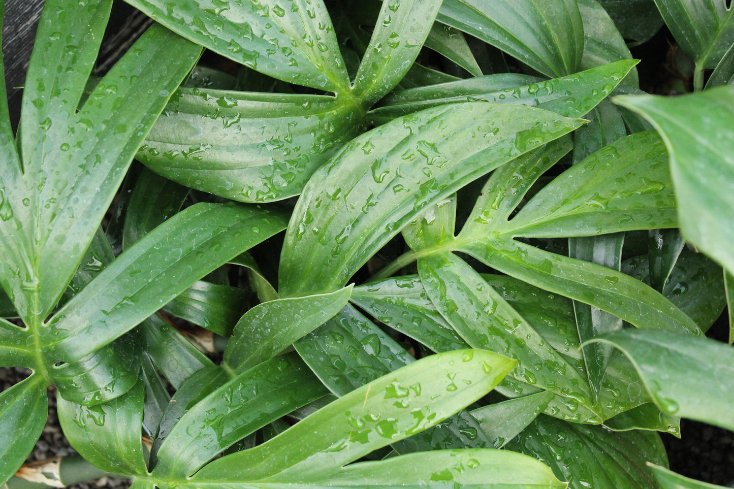 Epipremnum pinnatum