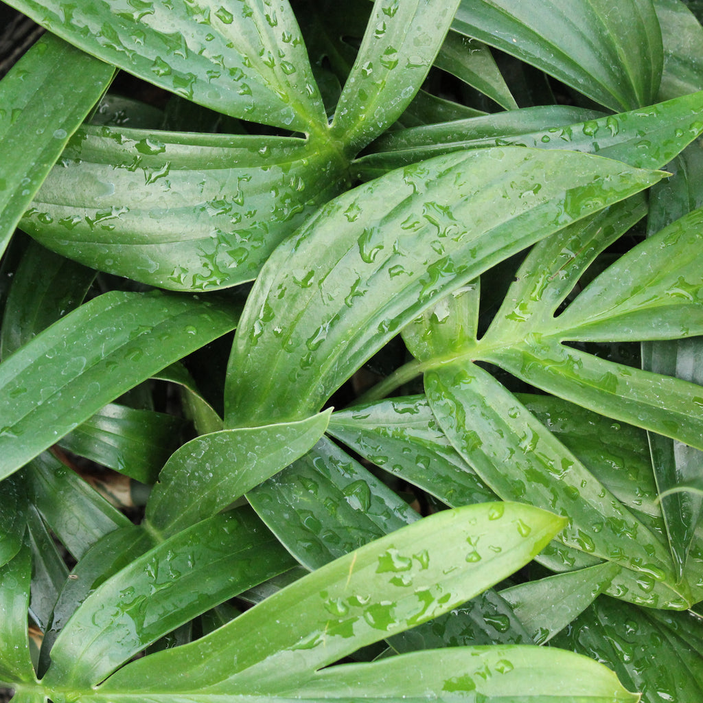 Epipremnum pinnatum Image